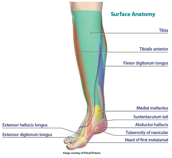 Ankle and foot support critical for maintaining balance – Human Kinetics