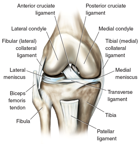Many Ligaments Make Up Knee S Structure Human Kinetics