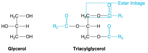 What are triacylglycerols, and how do they serve us? – Human Kinetics