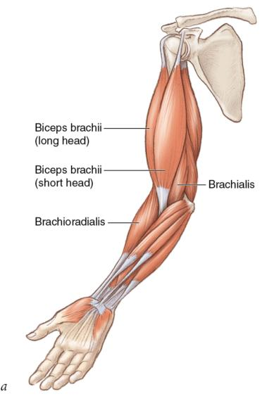 Musculoskeletal System – Human Kinetics