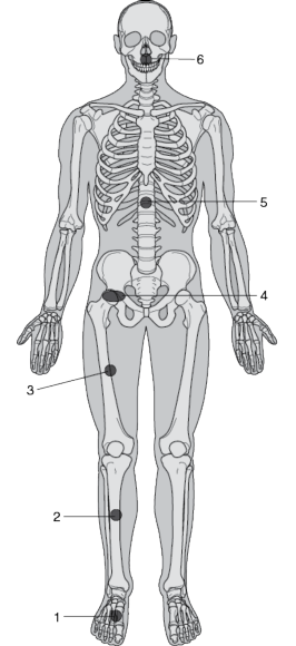 Figure 12.5