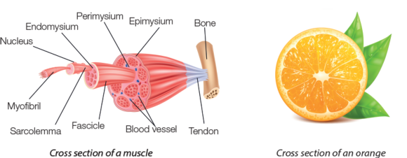 Comparaison visuelle d'une orange et d'un muscle