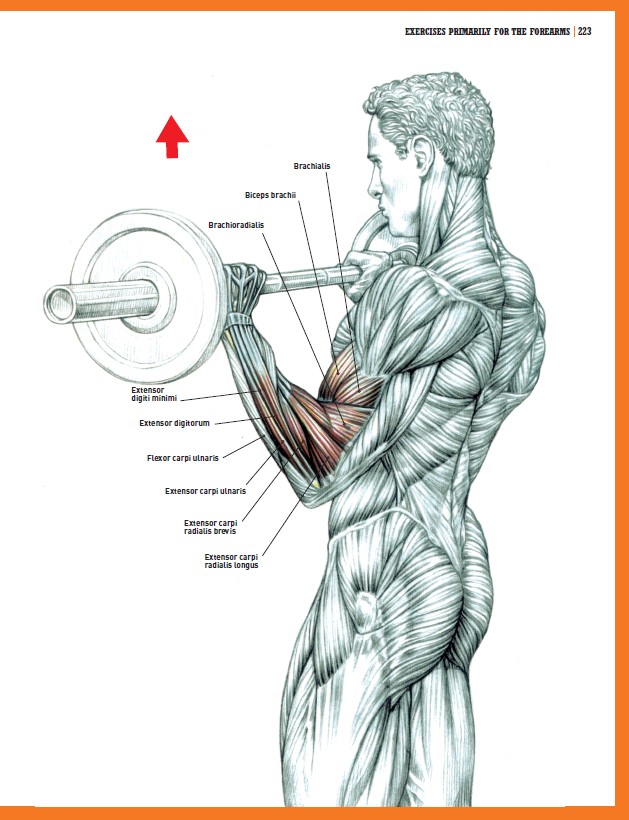 Strength training anatomy. Подтягивания Фредерик Делавье. Упражнения на бицепс. Бодибилдинг упражнения в картинках. Анатомия упражнений.