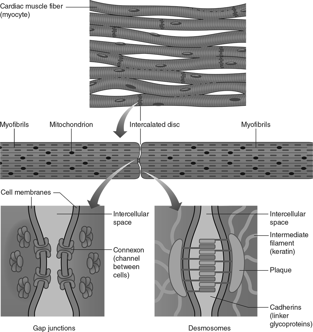 FIGURE 3.2 Structure of intercalated discs.