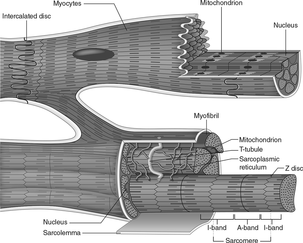 FIGURE 3.3 Microscopic structure of myocytes.