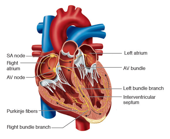 Figure 10.16 Nerves of the heart.