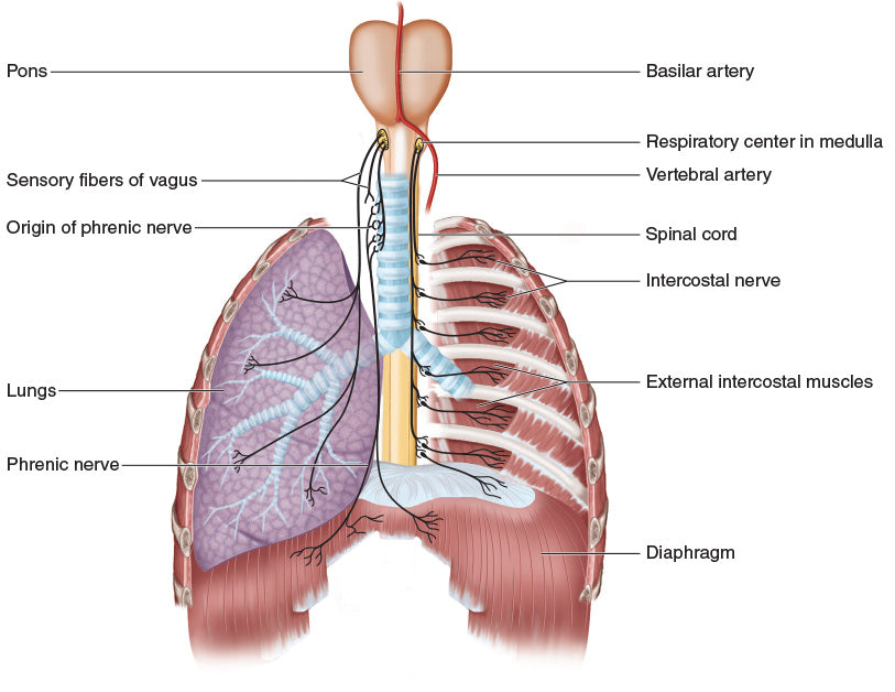 Figure 10.17 Nerves of the respiratory system.