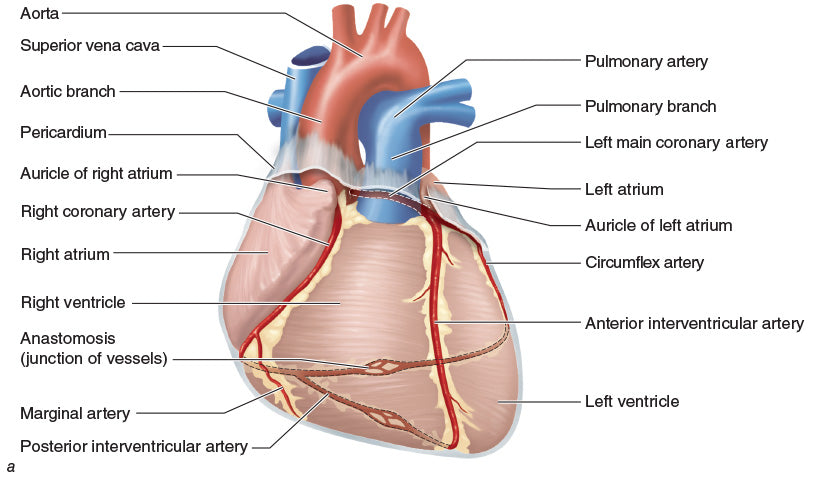 Figure 10.18 Heart blood vessels: (a) anterior heart. (continued)