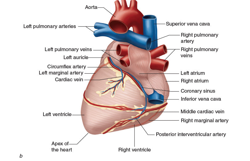 Figure 10.18 (continued) Heart blood vessels: (b) posterior heart, and (c) cross section of the heart.