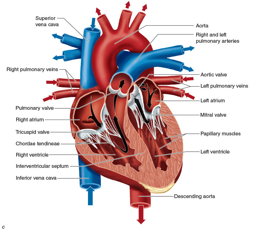 Figure 10.18 (continued) Heart blood vessels: (b) posterior heart, and (c) cross section of the heart.