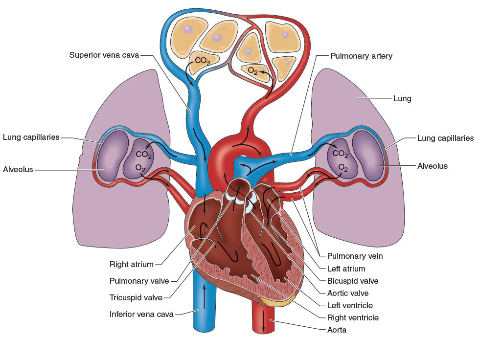 Figure 10.19 Air exchange in the heart and lungs.
