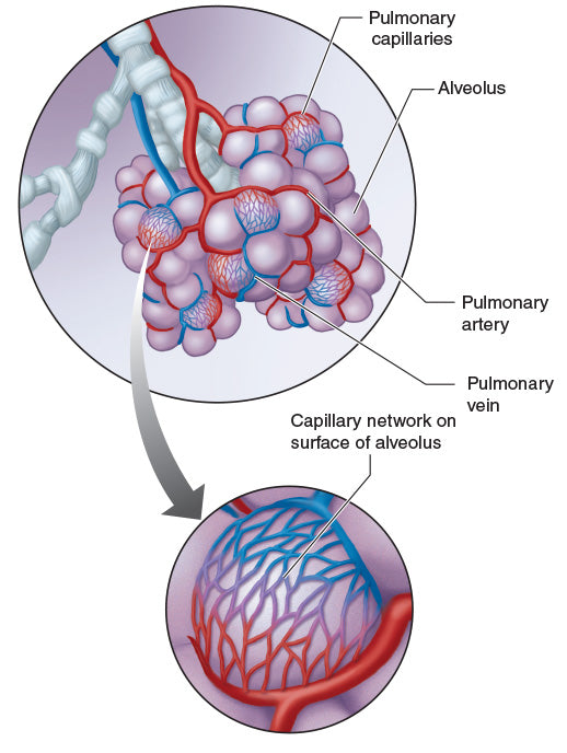 Figure 10.20 Air sac artery and vein arrangement.