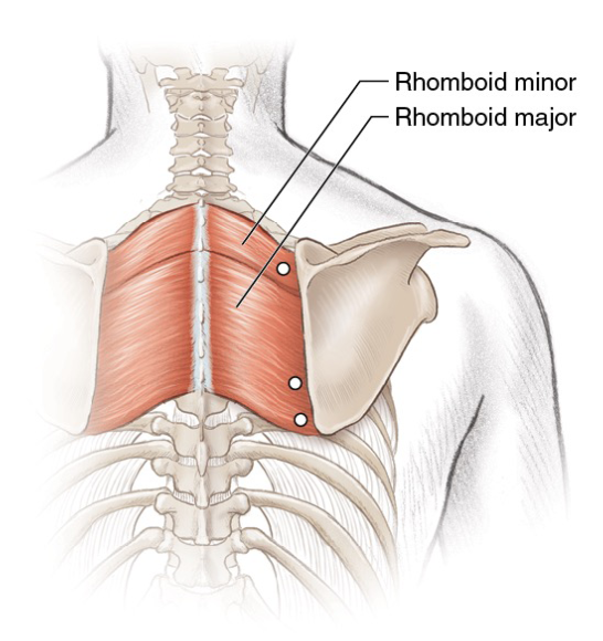 Trigger Points In The Rhomboids Human Kinetics