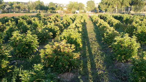 hemp field