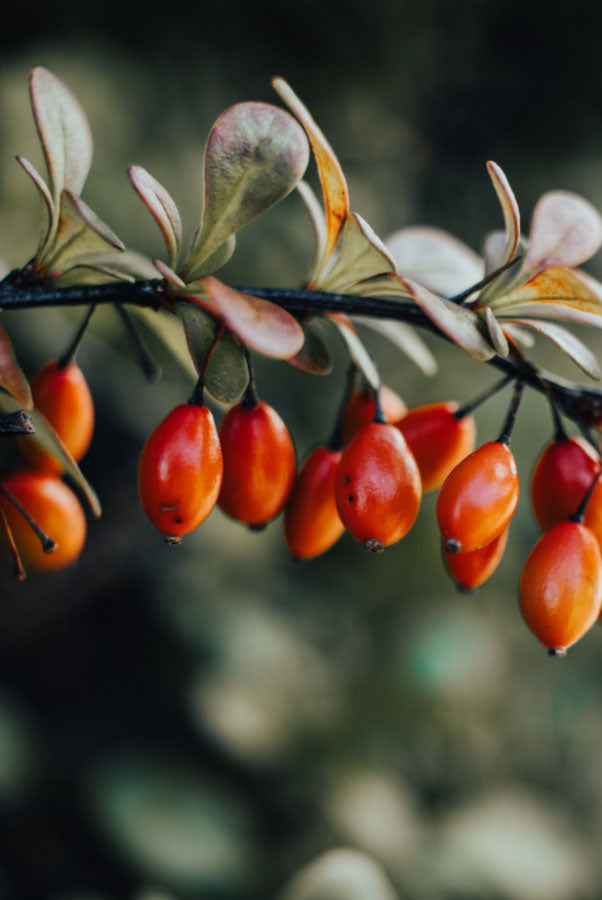 rosehip plant