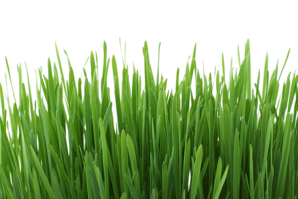 5 Evidence-Based Wheatgrass Benefits - Swolverine