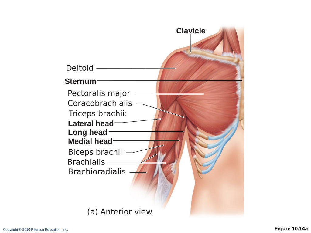 triceps brachii and biceps brachii