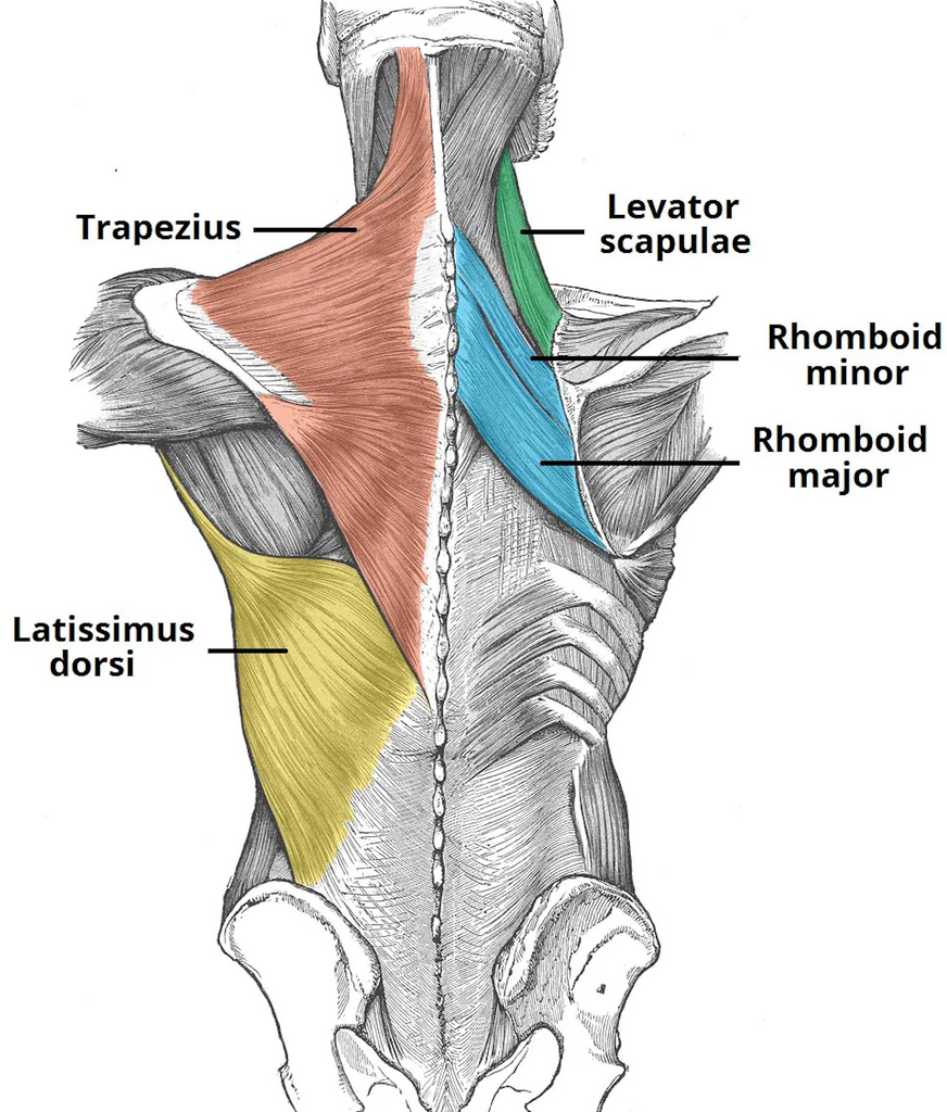 Back and Biceps Workout Routine: Exercises for Defined Back and Biceps