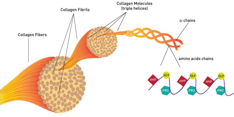 Collagen Microfibrils