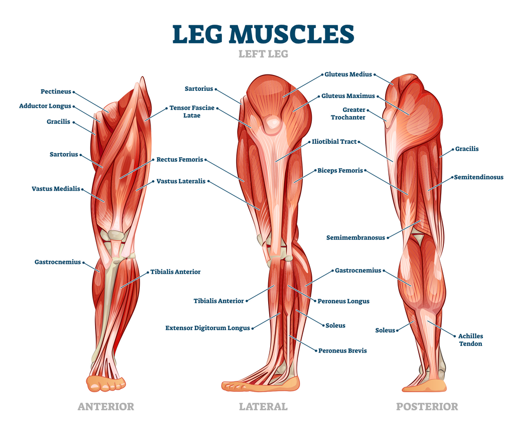 Dumbbell Leg Exercises - Leg Anatomy - Swolverine