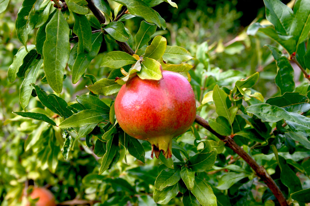 How To De Seed A Pomegranate In 2 Minutes - Swolverine