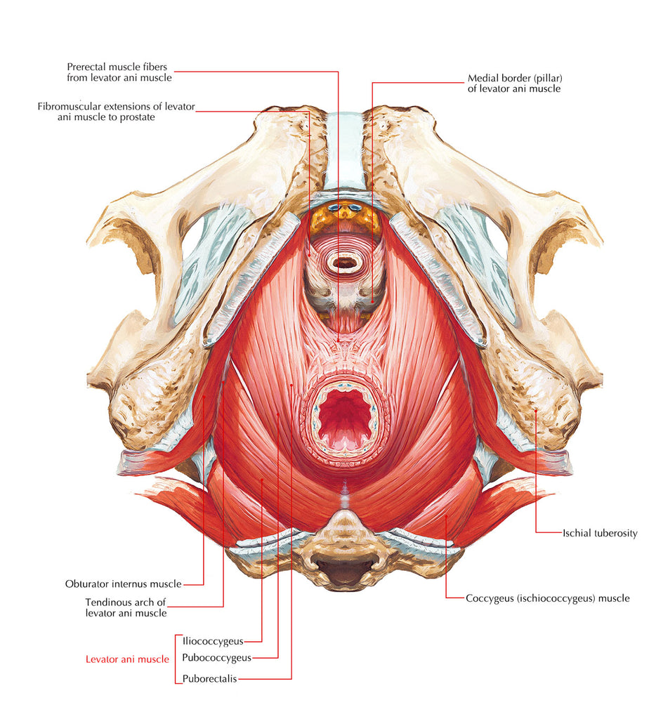 Urinary Incontinence In Female CrossFit Athletes