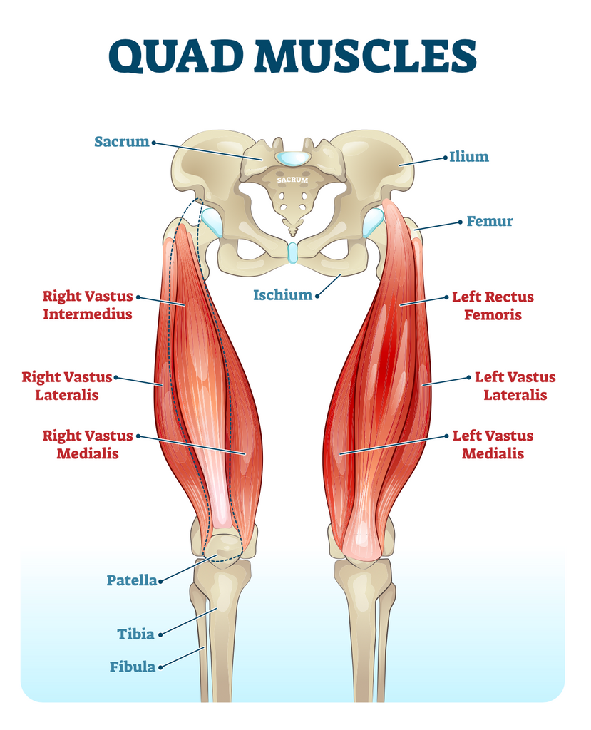 🔥Muscles of the Legs & Quads and calves, Guide