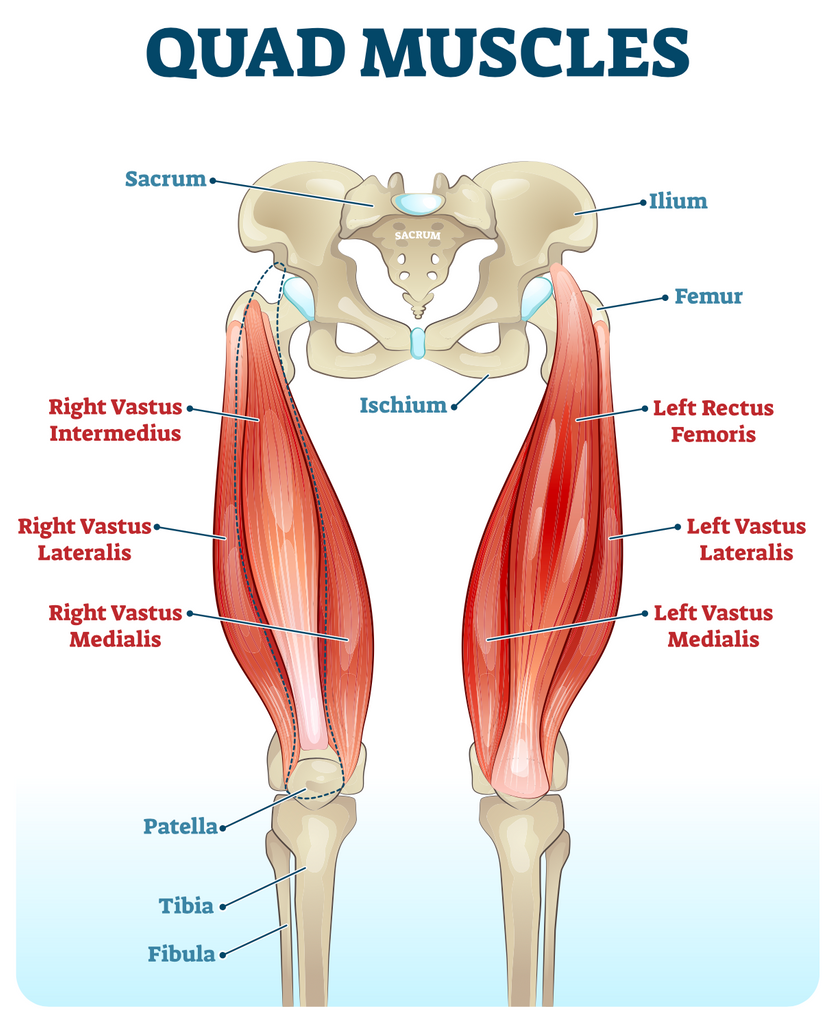 Which muscles are involved in flexion and extension of the leg?