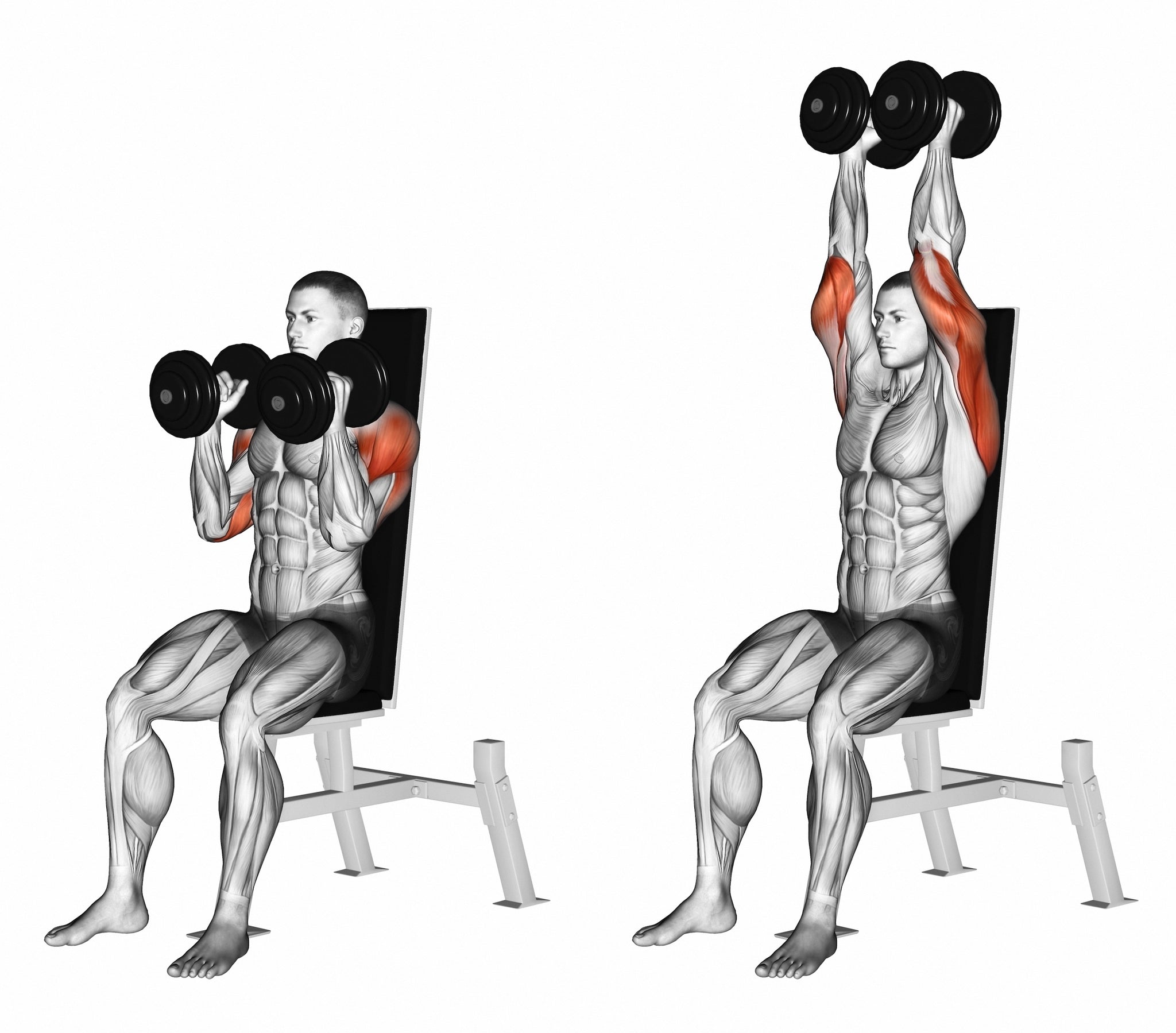 Barbell Shoulder Press - Muscle & Fitness