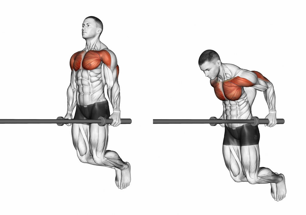 Dips Muscles - Muscles Trained And Why You Should Be Doing Them