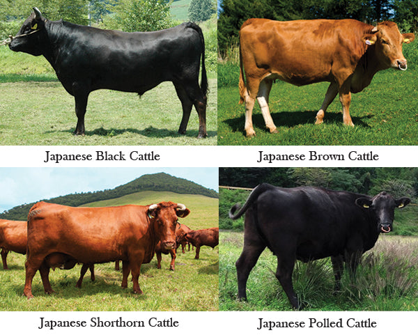 Types of Wagyu Beef Breeds - Swolverine