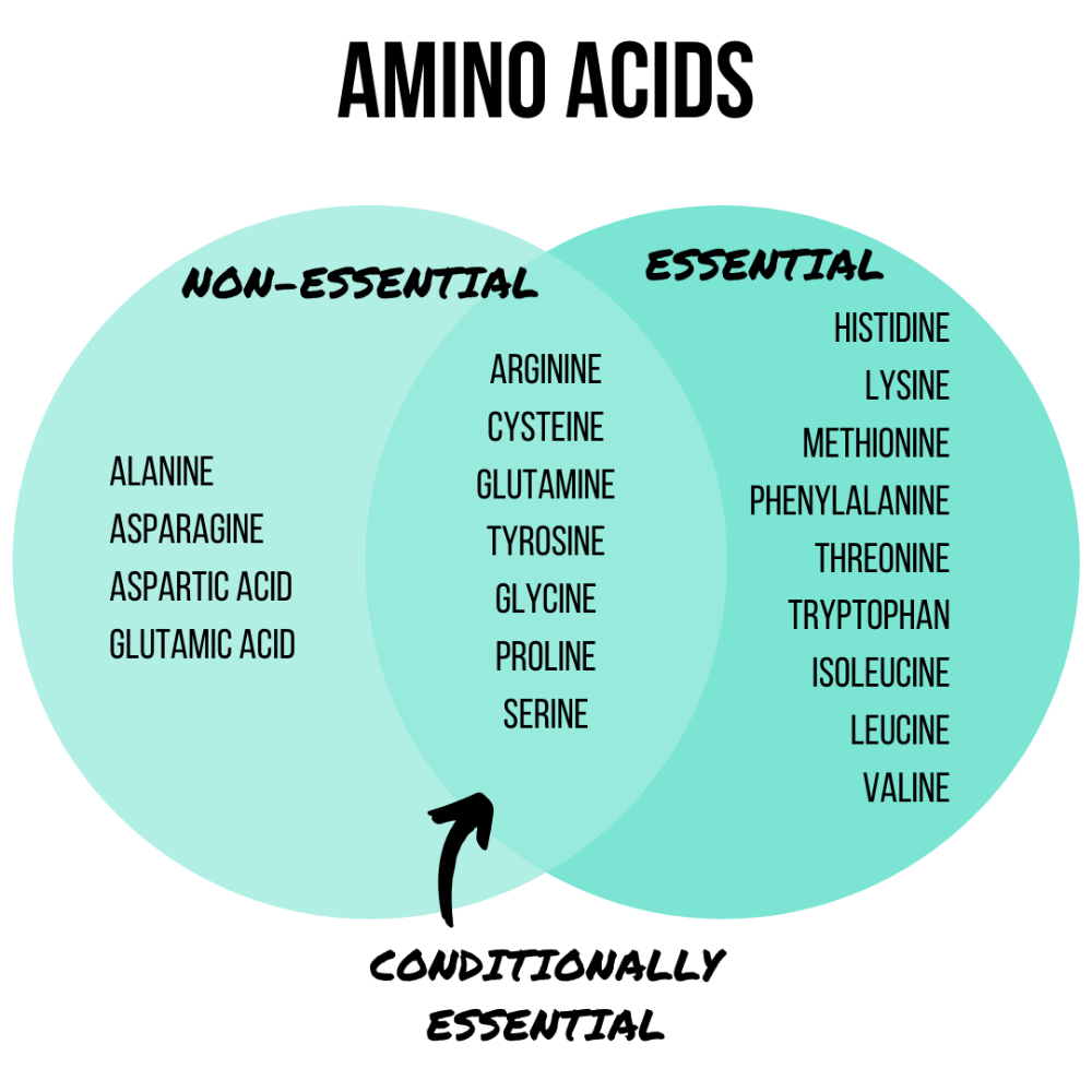 explain-the-difference-between-essential-and-non-essential-amino-acids