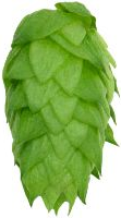 Chinook Hops