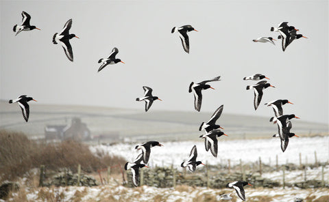 Oystercatchers take flight on a snowy spring day. Photo: Nick Card