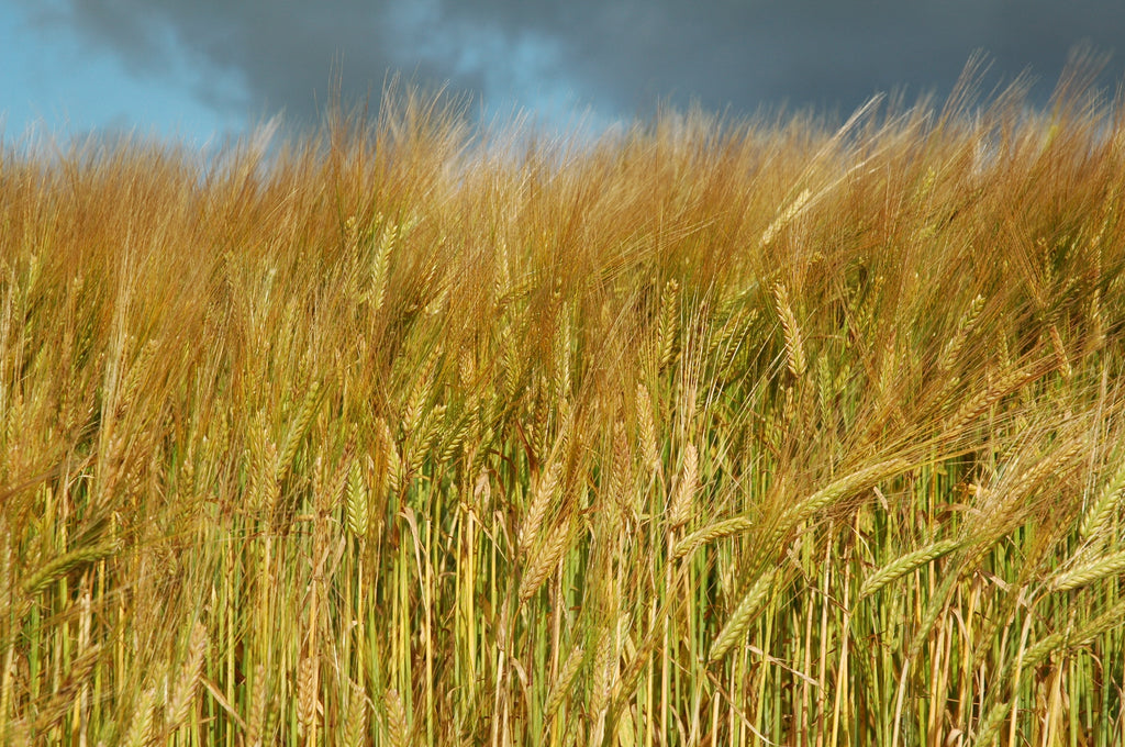 A field of ripe Barley