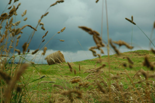 Haybale in an Orkney field