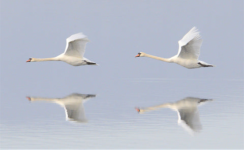Low flying swans at Stenness Loch, Orkney. Photo: Nick Card