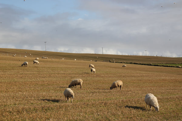 Sheep in a stubble field in Orkney