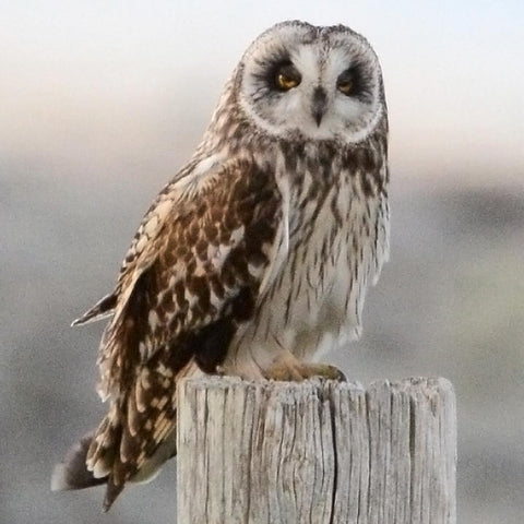 A short eared owl at Brodgar, Orkney. Photo: Nick card
