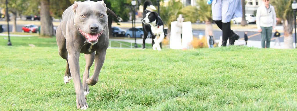 Top dog parks in San Francisco and Bay Area: Part 1 – Actijoy™