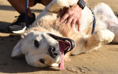 person with apple watch petting yellow labrador