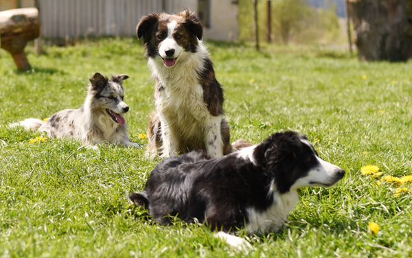 Top 5 Aggressive Puppy Warning Signs – Actijoy™