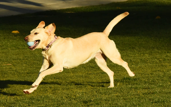 dog breeds that can walk off leash