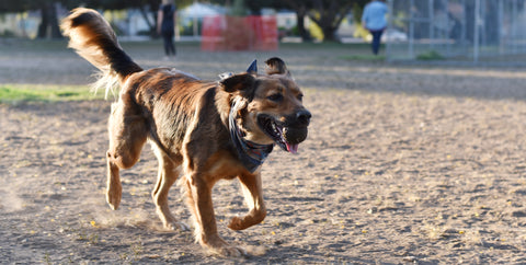 brown mixed breed dog fetching a ball in the dog park
