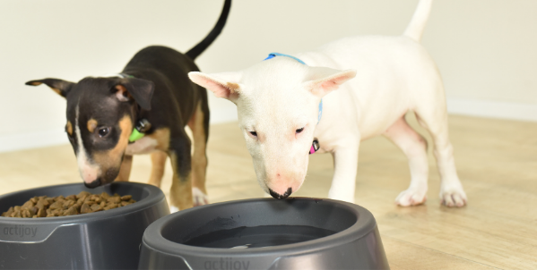 bullterier puppies eating from actijoy smart bowls wearing a dog tracker
