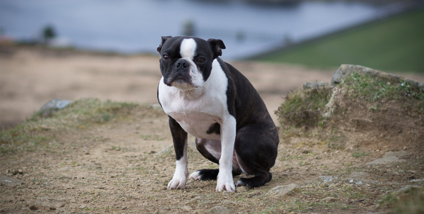 guilty black and white boston terrier 