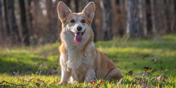 best small dog breed running