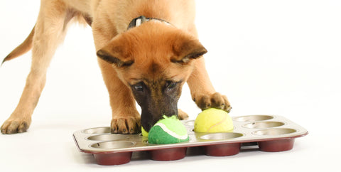 dog playing brain games for dogs muffin tin game