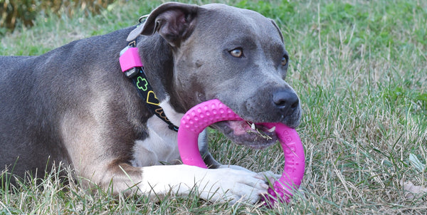 perro amstaff gris que lleva un rastreador canino actijoy masticando un anillo de limpieza dental de goma