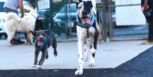 big dog breeds for first time owners